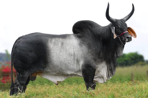 Quartel ICIL Zebu Cattle, Cow Photos, Cattle Breeds, Mangrove Forest, Cattle Farming, Animal References, Down On The Farm, Natural History, Hot Rod