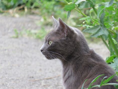 Russian blue cat side profile looking off in to the distance Cat Face Side View, Cat Drawing Side View, Cat Head Side View, Kitten Side Profile, Cat Looking Sideways, Cat Looking Up, Animal Side Profile, Cat Looking To The Side, Cat Side Profile