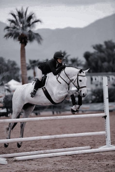 Horse Jumping Wallpaper, Horse Pfp, Dressage Horses Photography, Hunter Horse, Horse Riding Aesthetic, Horseback Riding Outfits, Show Jumping Horses, Equestrian Aesthetic, Beautiful Horse Pictures