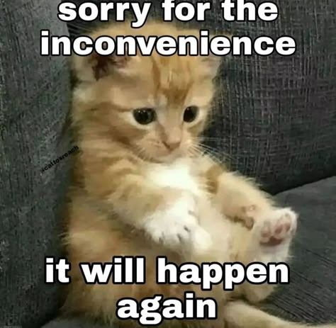 Sorry Cat Images, Text Me Back Cat, Im Sorry Cat, Cat Saying Sorry, Cat Memes Love, Sorry Memes, Cat Sorry, Cursed Cats, Funny Sorry