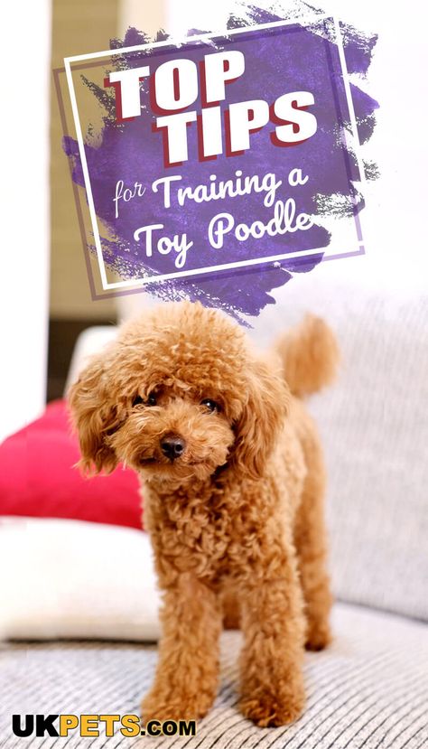 Toy Poodle Puppy Cut, Toy Poodle Training, Poodle Puppy Training, Toy Poodle Haircut, Poodle Training, Toy Poodle Dog, Circus Performance, Toy Poodle Puppy, Poodle Haircut