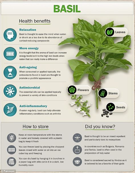 Basil Herb Benefits, Plants With Health Benefits, Oregano Health Benefits, Rosemary Herb Benefits, Worm Wood Herb Benefits, Health Benefits Of, Mullen Herb Benefits, Basil Seeds Benefits, Herbs And Their Benefits