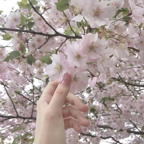 Kaede Akamatsu, Pink Nature, Soft Pink Theme, Sakura Tree, Japan Aesthetic, Pink Vibes, Pink Themes, Cherry Blossom Tree, Japanese Aesthetic