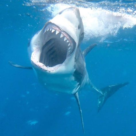 Ocean Full Dive on Instagram: “Look At Those Teeth! 🦈 Photo courtesy of @calypsostarcharters Great Whites have some of the most iconic teeth in nature! Each tooth is…” Shark Photos, Shark Pictures, Shark Bait, Shark Tattoos, Shark Lover, Shark Fishing, Beautiful Sea Creatures, Cute Shark, White Sharks