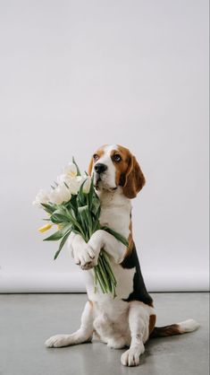 Beagle Wallpaper, Radiate Happiness, Animal Mashups, Dog Emotions, Beagle Art, Vibrant Bouquet, Cute Beagles, Dog Photoshoot, Beagle Puppy