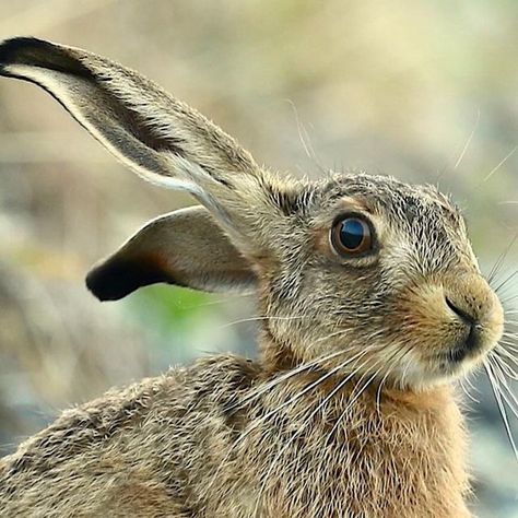 Frances Crickmore on Instagram Bunny Reference Photos, Rabbit Reference Photo, Hare Photos, Hare Reference Photo, Hare Tattoo, Wild Rabbit Aesthetic, Hare Drawing, Hare Pictures, Hare Illustration