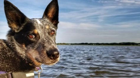 Cattle Dog Quotes, Australian Cattle Dog Funny, Australian Cattle Dog Puppy, Australian Cattle Dog Mix, Aussie Cattle Dog, Blue Heeler Dogs, Dog Allergies, Red Heeler, Australian Cattle Dogs