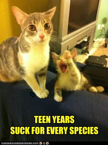 Looks like every species of parents dreads the teenage years Cat Photos, Silly Animals, Funny Cat Memes, Funny Cat Pictures, Silly Cats, The Funny, Funny Animal Pictures, Crazy Cat Lady, Animal Memes