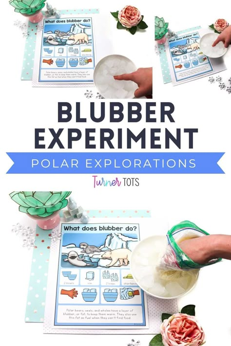 Preschool Blubber Experiment, Penguin Blubber Experiment, Polar Bear Blubber Experiment, Polar Animals Science Preschool, Artic Animals Science Preschool, Arctic Science Experiments For Kids, Arctic And Antarctic Activities, Antarctica Preschool Activities, Antartica Activities For Kids