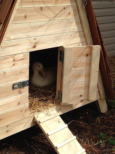 Diy Duck House, Duck House Diy, Duck House Plans, Duck Pens, Goose House, Backyard Ducks, Cute Chicken Coops, Duck Coop, Duck Farming