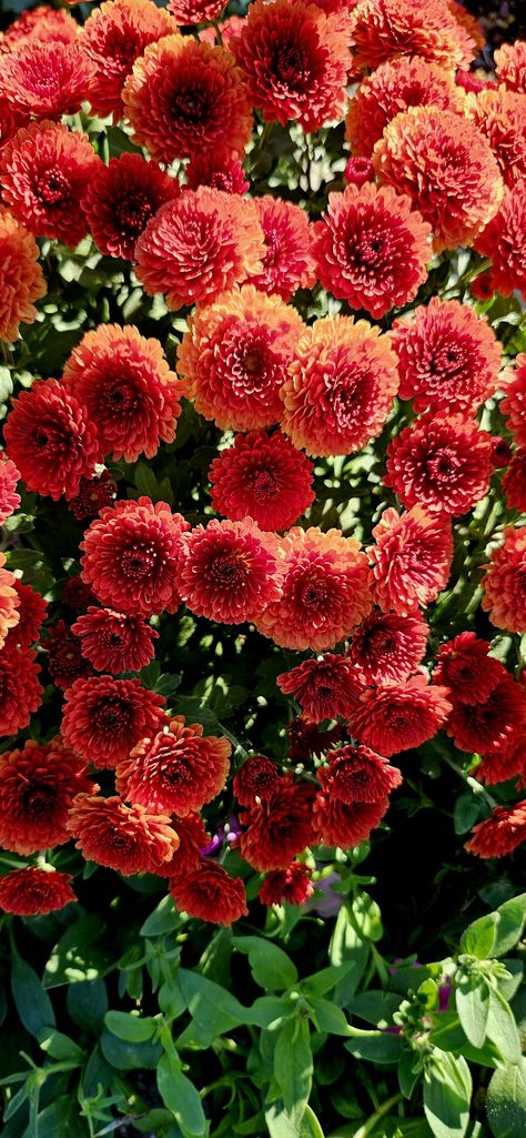 Mums  Flower of the Day. This beautiful little flowers with rust colors brings the fall into my little garden. Zone 9b, Garden Florida, Mums Flowers, Little Garden, Little Flowers, Growing Flowers, Rust Color, Permaculture, Drawing Reference