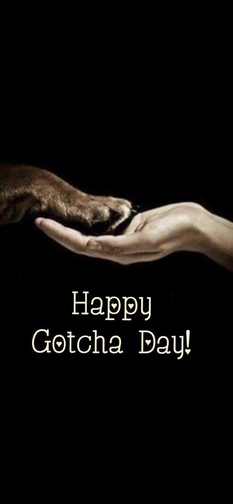 Happy Gotcha Day, Gotcha Day, Quick Saves