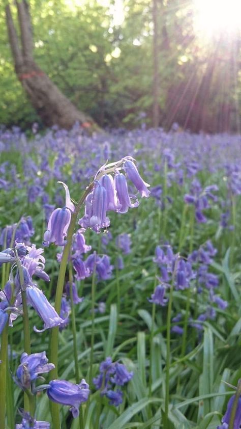 Bluebells by luke.luther Blue Bells Flowers, Blue Bell Woods, Blue Bell Flowers Aesthetic, Texas Bluebells Flower, Bluebell Forest Belgium, Bluebell Woods Photography, Bluebell Woods, Rays Of Sunshine, Blue Bell Flowers