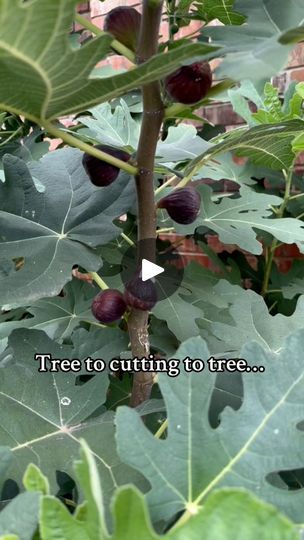 Thriving Garden, Tree Care, Exotic Fruit, Propagating Plants, Plant Roots, Easy Garden, Lush Garden, Edible Garden, Gardening For Beginners