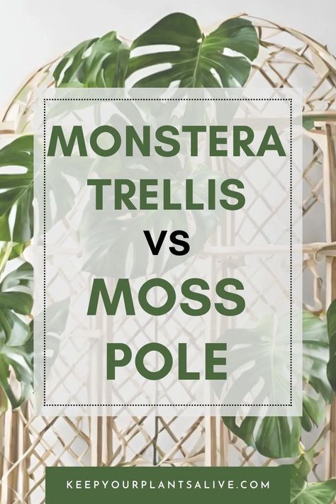 Monstera Bamboo Pole, Monstera Adansonii Trellis Ideas, Support For Monstera Plant, Monstera Plant Styling, Monstera With Moss Pole, Monstera Deliciosa Support, Monstera Pole Ideas, Tall Monstera Plant, Diy Monstera Pole