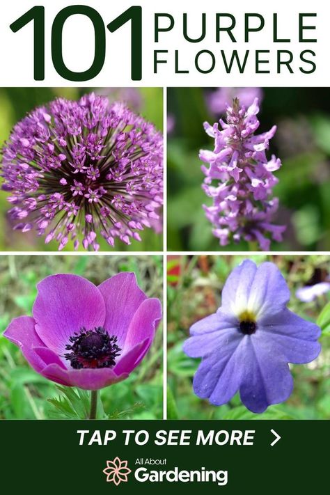 Thinking of adding some purple flowers to your garden, but aren't sure which ones to add? In this guide, we look at our favorite purple flowers you can plant this season, with names and pictures of each! Come take a look! Wild Purple Flowers, Tall Purple Flowers Perennials, Purple Garden Flowers, Purple Perennial Flowers, Poppy Flower Meaning, White Flowers Names, Chakra Garden, Acer Garden, Perrenial Flowers