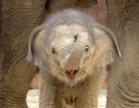 This elephant. | Community Post: 25 Animals Who Can't Stop Smiling Asiatic Elephant, Newborn Elephant, Montessori Parenting, Elephants Photos, Nosara, Baby Elefant, Baby Elephants, Nice Photos