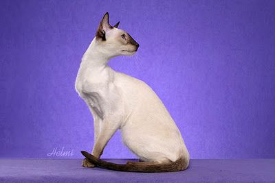 Modern siamese cat.  Slender body and head, almond shaped eyes and oversized ears. Cat Lover Quote, Health Communication, Cat Profile, Cat Breeder, Cat Oc, Cat Reference, Siamese Kittens, Fancy Cats, Domestic Cat