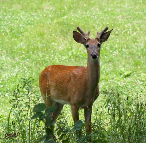 Young deer with his velvet antlers Deer Antlers Reference, Deer Antlers Side View, Animals With Antlers, Deer With Birds On Antlers, Deer With Antlers, Male Deer, Deer Costume, European Fallow Deer, Baby Deer