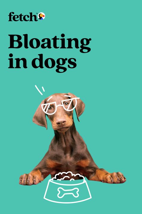 If your pup is in the habit of gobbling down their food, you may want to slow them down. This behavior, and other food-related habits like exercising right after a meal, can put your dog at risk for a serious condition called bloat. Dr. Aliya McCullough, our on-staff veterinarian, explains everything pet parents need to know about dog bloating and how to get your pup some help fast. Read our story for all the facts. Beagle Dog Facts, Dog Advertising, Dog Facts Interesting, Pet Advertising, Dog Infographic, Dog Marketing, Pet Branding, Dog Food Brands, Dog Pee