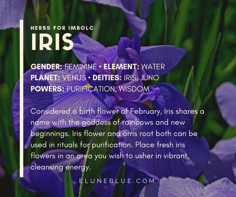 Considered a birth flower of February, Iris shares a name with the goddess of rainbows and new beginnings. Iris flower and orris root both can be used in rituals for purification. Place fresh iris flowers in an area you wish to usher in vibrant, cleansing energy. -- Iris Magical Properties and Uses #Imbolc Iris Magical Properties, Iris Quotes Flower, Purple Iris Meaning, Orris Root Magical Properties, Iris Name Meaning, Iris Flower Meaning, Iris Quotes, Iris Name, Flower Of February