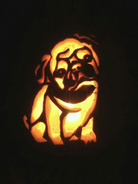 Pug Pumpkin carving Pug Pumpkin Carving, Pumpkin Carving Cute, Dog Pumpkin Carving, Pug Pumpkin, Carving A Pumpkin, Cat Pumpkin Carving, Pumpkin Cravings, Cute Pumpkin Carving, Pumkin Carving