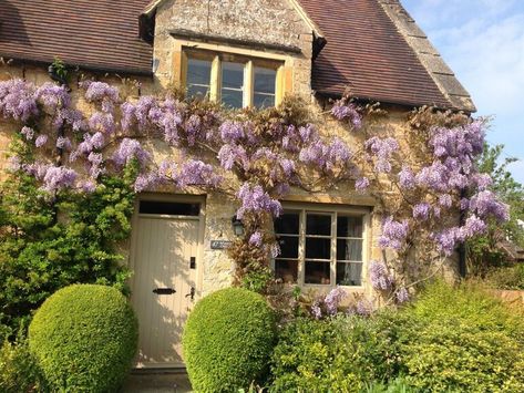 Bretforton's Wisteria Cottage | Bretforton's Wisteria Cottage in Evesham (3mls E) Wisteria Cottage, Bourton On The Water, Cotswold Villages, Fairytale House, Wisteria Tree, Purple Wisteria, English Cottage Garden, Stone Cottage, The Cotswolds