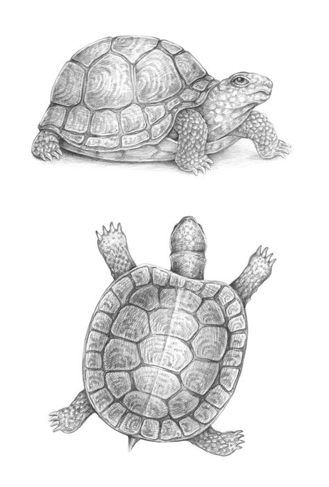 How to Draw a Turtle Mola Tattoo, Tortoise Sketch, Draw A Turtle, Turtle Project, Turtle Sketch, Tortoise Drawing, Sea Turtle Drawing, Land Turtles, Shell Drawing