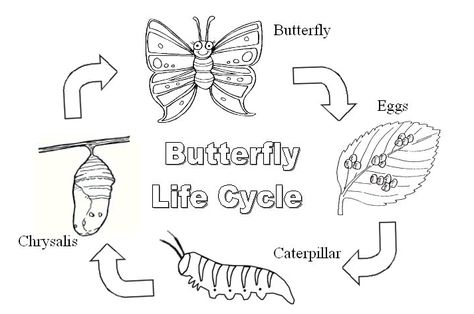 The Green Gardener looks into the facinating life of a butterfly.   As part of butterfly month, I thought to myself that although I vaguely remember my school days when we learnt about life cycles, I want to know more about the life of a butterfly.   Their life cycle is a very structured one consisting of four stages, each of which a... Life Cycle Of A Butterfly, Cycle Of A Butterfly, Stages Of A Butterfly, Butterfly Metamorphosis, Butterfly Coloring, Coloring Pages Inspirational, Butterfly Life Cycle, Plant Life Cycle, Kindergarten Science