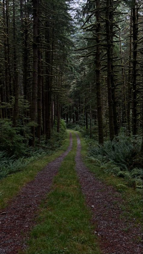 Strange Trails Aesthetic, Trans Film, Strange Trails, Mountains At Night, Dark Forest Aesthetic, Boreal Forest, Adventure Aesthetic, Mystical Forest, Forest Path