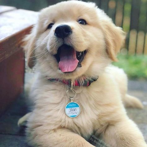 Dogs Love | Puppies | Dog on Instagram: “Happy puppie ❤😊 . . Follow me @dogslove1st . . . DM for shoutouts . . #goldenretriever #goldensofinstagram #retriever #goldenpuppy…” Teacup Pomeranian Puppy, Golden Retriever Mix, Cute Puppy Pictures, Cute Little Puppies, Fluffy Dogs, Golden Retriever Puppy, Retriever Puppy, Sweet Dogs