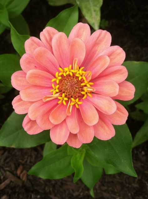 Flower Painting Reference, Zinnias Garden Ideas, Zinnia Photography, Zenia Flower, Zinnia Drawing, Zinnia Tattoo, Zinnias Garden, Flower Zinnia, Zinnias Flowers