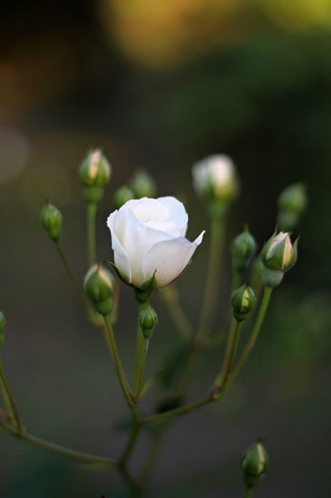 Rose White Bud Flowers, #White, #Bud, #Flowers, #Rose Artsy Projects, Bud Flower, Roses White, Dream Symbols, Flowers Rose, Rose Bud, Ink Blot, Flowers White, Delicate Flowers