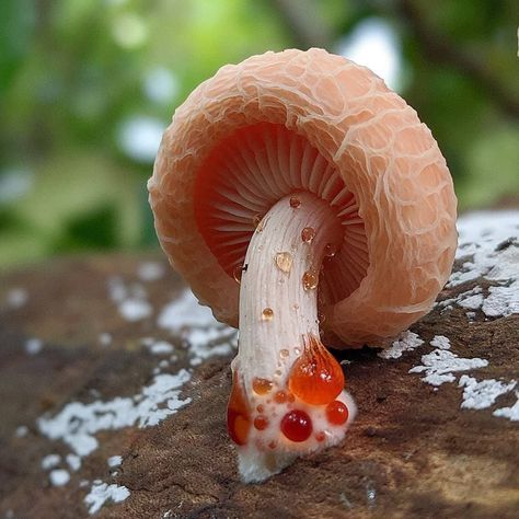 🍄𝗠𝘂𝘀𝗵𝗿𝗼𝗼𝗺 𝗠𝘂𝗻𝗱𝗼✨ on Instagram: “That drippin' kind of feeling💦 📸 @luleaurbanature captured a shot of Rhodotus palmatus! Positively dripping, this mushroom is sure to…” Devils Tooth Mushroom, Wrinkled Peach Mushroom, Weird Mushrooms, Cool Mushrooms, Different Mushrooms, Poison Mushroom, Mushroom Photography, Mushroom Core, Poisonous Mushrooms