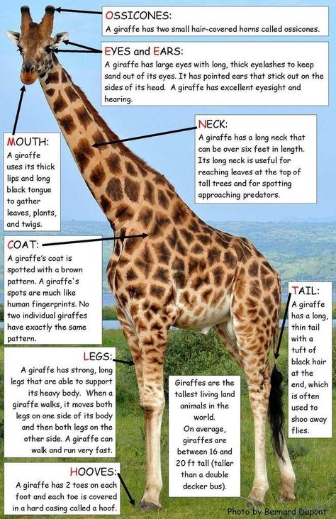 Giraffe Facts For Kids, Fun Facts About Giraffes, Giraffe Habitat, Giraffe For Kids, Animal Characteristics, Giraffe Facts, 100 Días De Clases, Animal Facts For Kids, Animal Traits