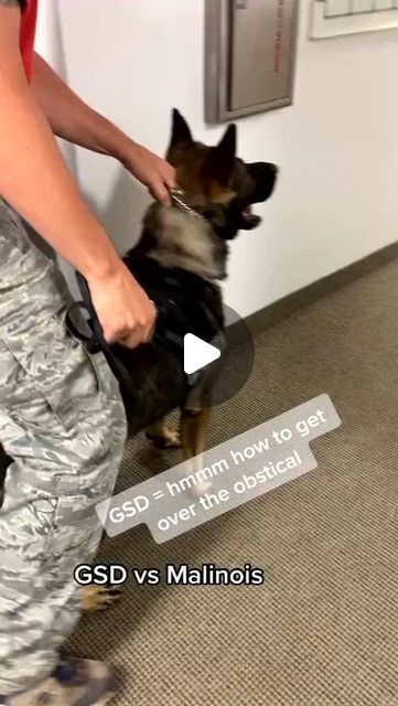 𝗞𝟵 on Instagram: "Obstacle Training 💙🐾
#thankyouforyourservice 

📷 Amyleish / tt
.
.
.
.
#k9 #k9unit #Policedog #k9training #workingdog #dogswithjobs #malinois #germanshepherd" K9 Police Dogs, Dogs With Jobs, K9 Training, K9 Unit, Police K9, Police Dog, Police Dogs, Belgian Malinois, Working Dogs