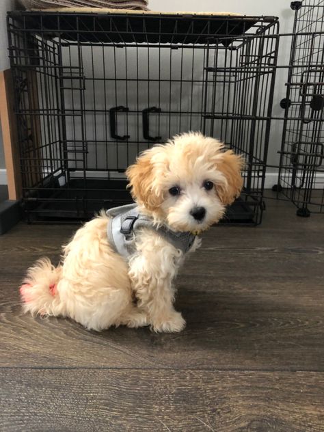 Maltipoo Puppy Full Grown, White Maltipoo Full Grown, Toy Maltipoo Full Grown, Teacup Maltipoo Full Grown, Miniature Maltipoo, Maltipoo Puppy Haircuts, Teacup Maltipoo Puppy, Maltipoo Aesthetic, Maltipoo Adult