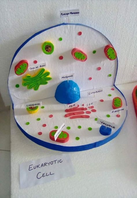 Cell Structure Project, Eukaryotic Cell Model, Plant Cell Model Project, Biology Model, Plant Cell Project, Cell Model Project, Plant Cell Model, Bio Project, Biology Project