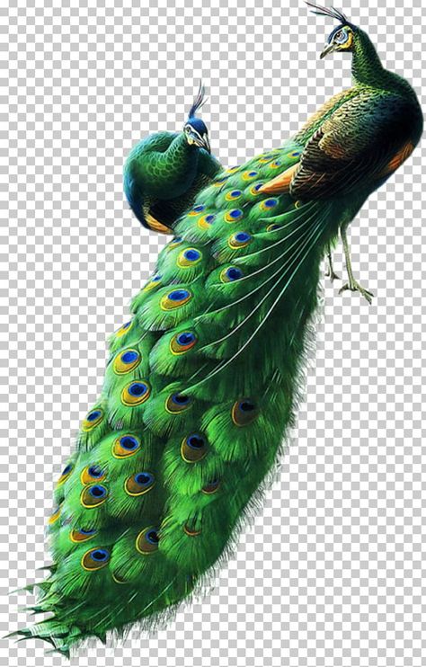 Peacock Png Hd, Peacock Png, Birds Images, Birds Png, Cute Halloween Coloring Pages, Ombre Wallpaper Iphone, Clipart Animals, All Png, Peacock Images