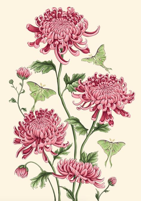 Blooming on your canvas with our stunning chrysanthemum illustration escapade! Where petals meet creativity, and every stroke is a symbolism. Chrysanthemum Flower Illustration, Chrysanthemum Botanical Illustration, Chrysanthemum Illustration, Chrysanthemum Watercolor, Chrysanthemum Painting, Luna Moths, Peony Illustration, Moth Illustration, Flower Structure