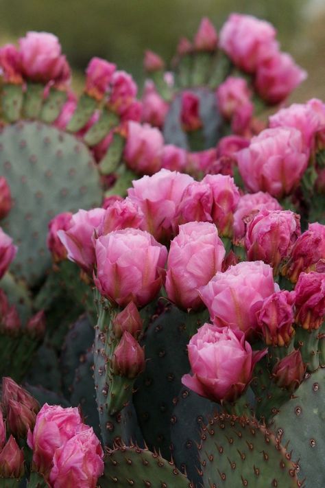 Pantone Cards, Gorgeous Landscapes, Cactus Blossom, Flowering Cactus, Mini Cows, Cactus Blossoms, Desert Flowers, Arizona Desert, Cactus Flowers