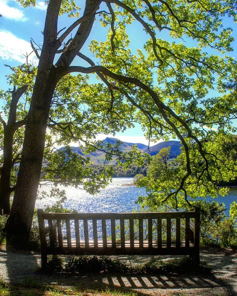 Under A Tree, Big Lake, Lake Decor, Take A Seat, Lake District, A Tree, Bench, Outdoor Furniture, Lake