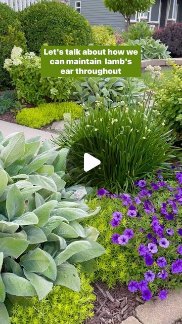 Joy in the Garden 🌸Joyce Merschman Ludlow on Instagram: "Lamb’s Ear has a lovely blue hue with a soft beautiful texture. It’s one of my favorite plants in the garden. I prefer the Helen Von Stein variety because of the beautiful rosette shape.   Lamb’s Ear look better with a little maintenance here and there throughout the season to make sure they stay tidy looking and so they don’t crowd other plants. They grow fast so staying on top of their growth may be needed (unless you want it to be a ground cover and spread fast - if so, you’ll love it and won’t have to do a thing). I have six lamb’s ear just in this front yard garden. I have about 20 in my entire yard, so clearly it’s one of my favorites. I plant it in full sun, part sun, and even in areas with only dappled sun. It’s easy to plan Lamb’s Ear Landscaping, Helen Von Stein Lambs Ear, Lambs Ear Garden, Lambs Ear Landscaping, Lambs Ear Plant, Lambs Ears, Foundation Planting, Lambs Ear, Front Yard Garden