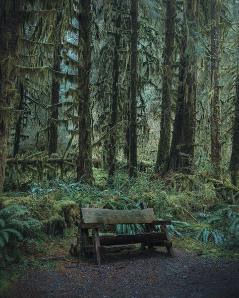 TRAVELLING THROUGH THE WORLD © (@travellingthroughtheworld) • Instagram photos and videos Tumblr, Nature, Rainforest Project, Olympic National Park Washington, Hiking National Parks, Nature Music, Forest Path, Olympic Peninsula, Rain Forest