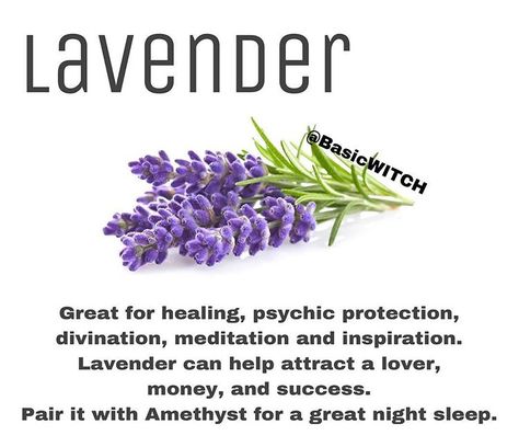 🌿 Lavender 🌿 My most used herb, I always have it and I’m always using it! I rub lavender oil on my temples before any tarot or oracle card… Lavender Witchcraft, Witchcraft Healing, Magickal Correspondences, Money Candle Spell, Lavender Uses, Pagan Spirituality, Witch Herbs, Spiritual Journals, Magic Herbs