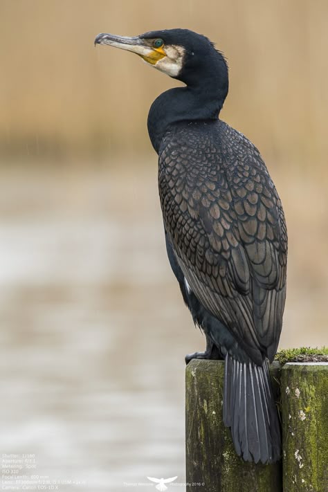 The first time I seen an American Cormorant I called them "creepy ravens".  There were a large number of them in a dead tree by Lake Michigan.  The birds were dark, broody and craning their necks in odd directions for ravens.  To the Google I went.  Fascinating birds! Raven Photography, Aquatic Birds, Bird Reference, Coastal Birds, Big Birds, British Birds, Water Birds, British Wildlife, Shorebirds