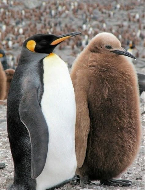 Brown Penguin, Fluffy Penguin, March Of The Penguins, Penguin Pictures, Gentoo Penguin, Cutee Animals, King Penguin, Penguin Love, Flightless Bird