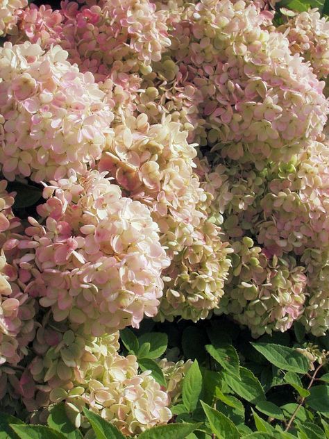 Autumn Hydrangea in Kennebunk Port, Maine Pink Hydrangeas, Peonies And Hydrangeas, White Hydrangeas, Hydrangea Garden, Favourite Flowers, Garden Arbor, Hydrangea Flowers, Colorful Roses, Pink Hydrangea