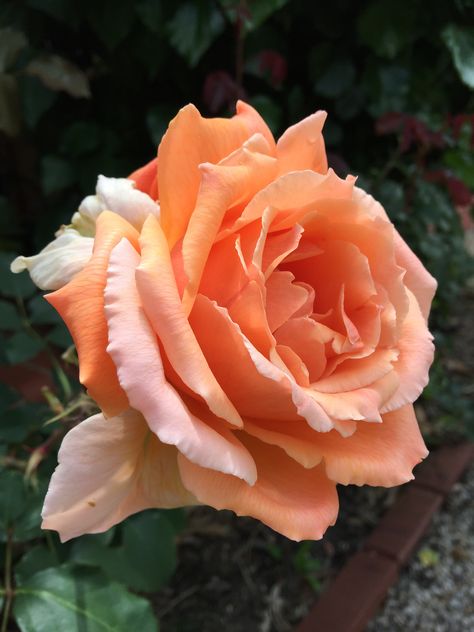 Beautiful apricot coloured rose Peach Rose Aesthetic, Apricot Color Aesthetic, Apricot Aesthetic, Apricot Roses, Apricot Colour, Peachy Aesthetic, Rare Colors, Coral Colour, Apricot Color