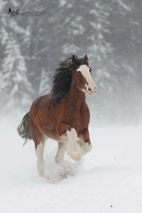 Clydesdale Budweiser Clydesdales, Clydesdale Horses, Big Horses, Work Horses, Majestic Horse, All The Pretty Horses, Horse Crazy, Clydesdale, Draft Horses